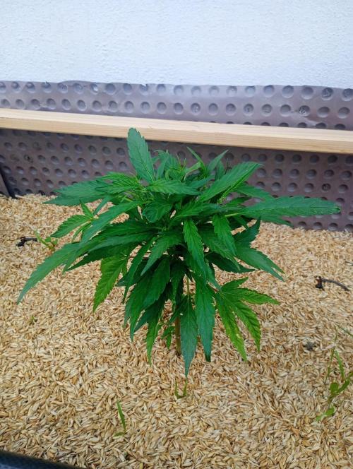 Hyper Vyper, Powerplant, Strawberry Gum. Week 2 - Strawberry Gum