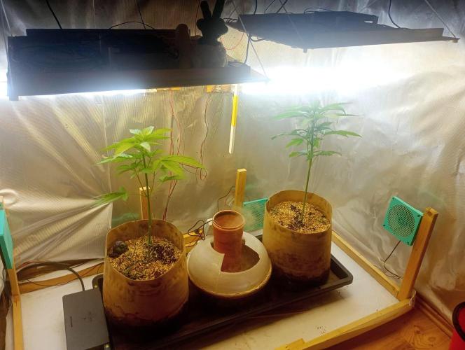 Hyper Vyper, Powerplant, Strawberry Gum. Week 3
