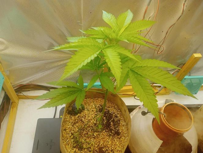 Hyper Vyper, Powerplant, Strawberry Gum. Week 3 - Powerplant