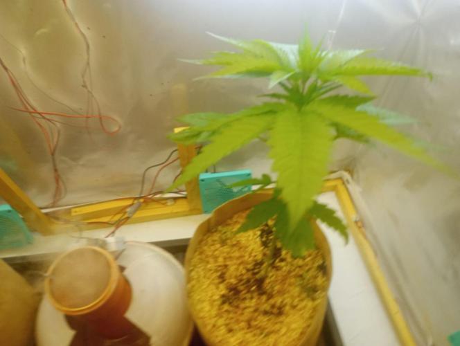 Hyper Vyper, Powerplant, Strawberry Gum. Week 3 - Hyper Vyper