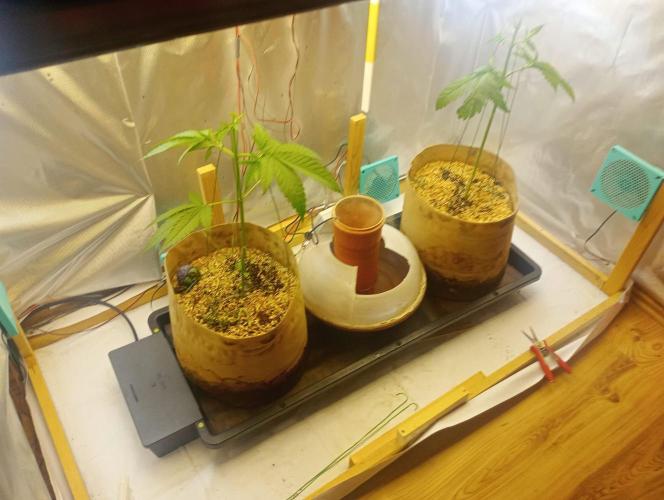 Hyper Vyper, Powerplant, Strawberry Gum. Week 3
