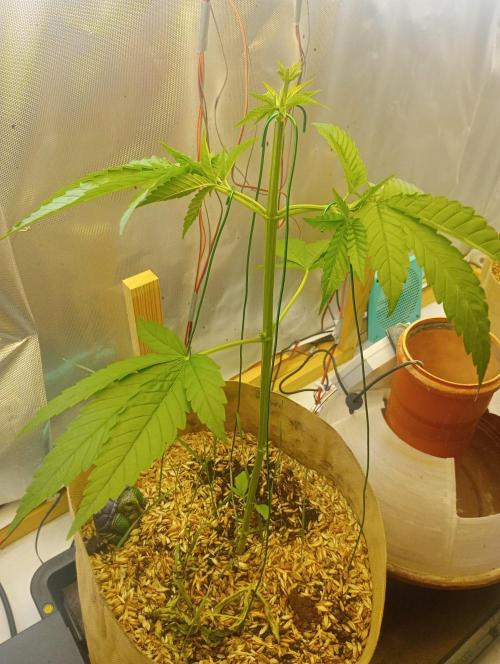 Hyper Vyper, Powerplant, Strawberry Gum. Week 3 - Powerplant nach Training