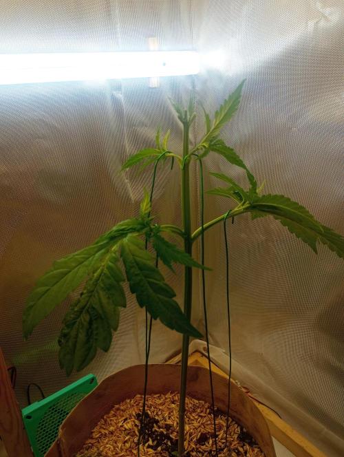 Hyper Vyper, Powerplant, Strawberry Gum. Week 3 - Hyper Vyper nach Training
