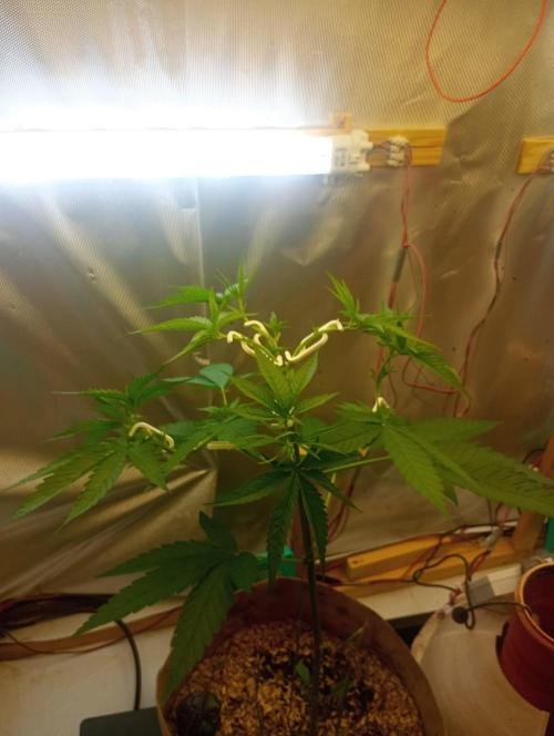 Hyper Vyper, Powerplant, Strawberry Gum. Week 4 - Powerplant