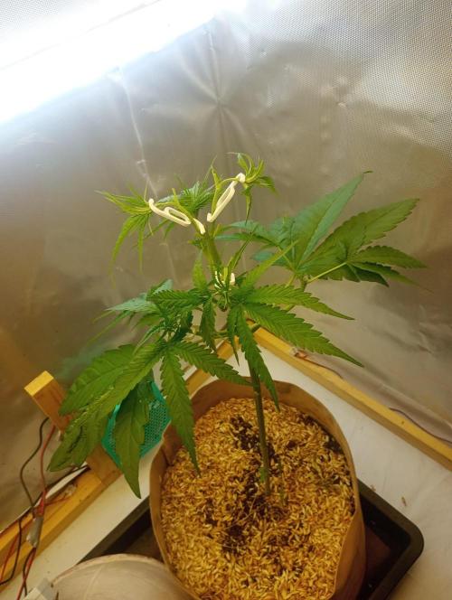 Hyper Vyper, Powerplant, Strawberry Gum. Week 4 - Hyper Vyper