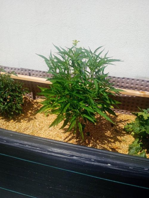 Hyper Vyper, Powerplant, Strawberry Gum. Week 4 - Strawberry Gum