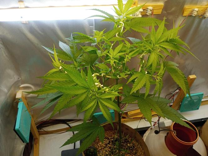 Hyper Vyper, Powerplant, Strawberry Gum. Week 5 - Powerplant
