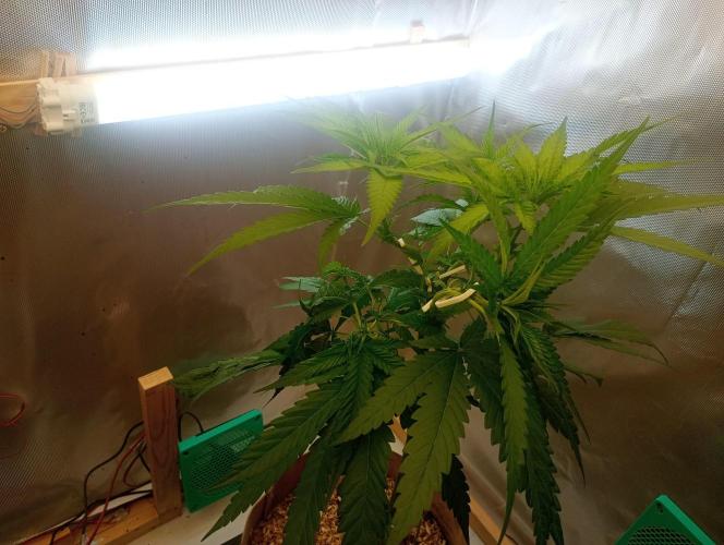 Hyper Vyper, Powerplant, Strawberry Gum. Week 5 - Hyper Vyper