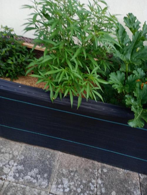 Hyper Vyper, Powerplant, Strawberry Gum. Week 5 - Strawberry Gum