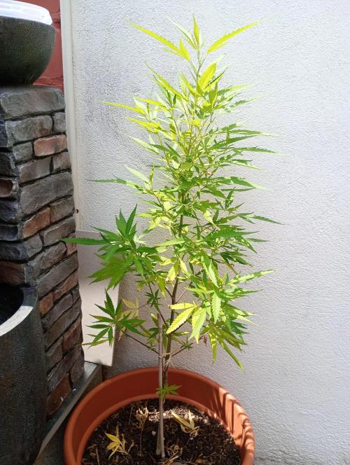 Hyper Vyper, Powerplant, Strawberry Gum. Week 5 - die Strawberry Gum bei meiner Oma ;D