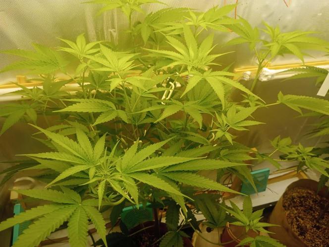 Hyper Vyper, Powerplant, Strawberry Gum. Week 6 - Powerplant