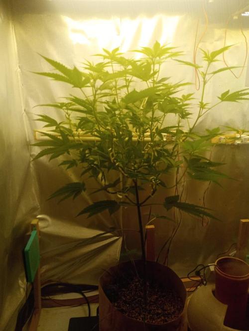 Hyper Vyper, Powerplant, Strawberry Gum. Week 6 - Powerplant