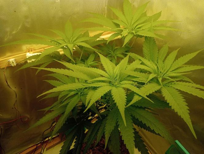 Hyper Vyper, Powerplant, Strawberry Gum. Week 6 - Hyper Vyper