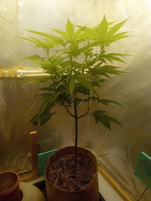 Hyper Vyper, Powerplant, Strawberry Gum. Week 6 - Hyper Vyper