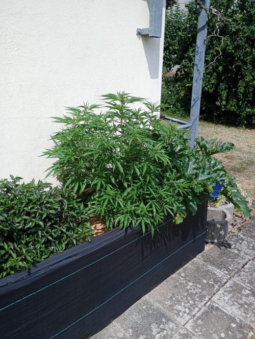 Hyper Vyper, Powerplant, Strawberry Gum. Week 6 - Strawberry Gum