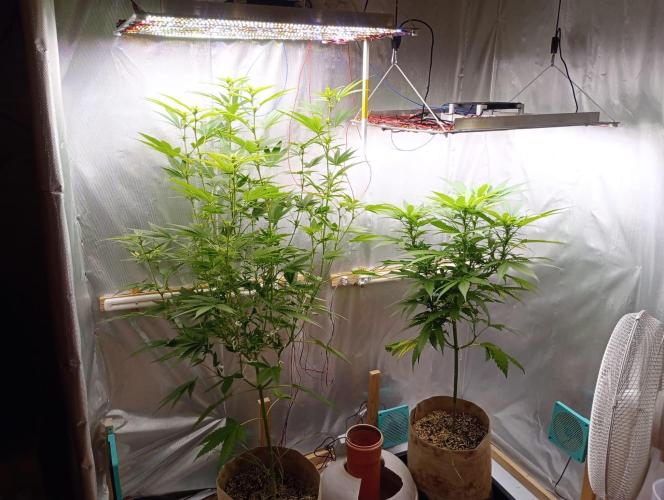 Hyper Vyper, Powerplant, Strawberry Gum. Week 7