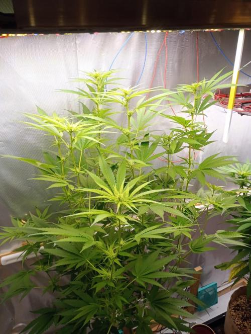 Hyper Vyper, Powerplant, Strawberry Gum. Week 7 - Powerplant