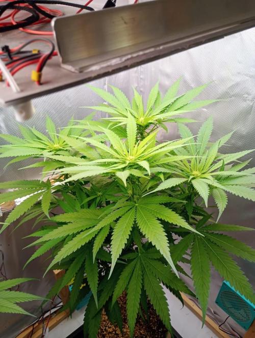 Hyper Vyper, Powerplant, Strawberry Gum. Week 7 - Hyper Vyper