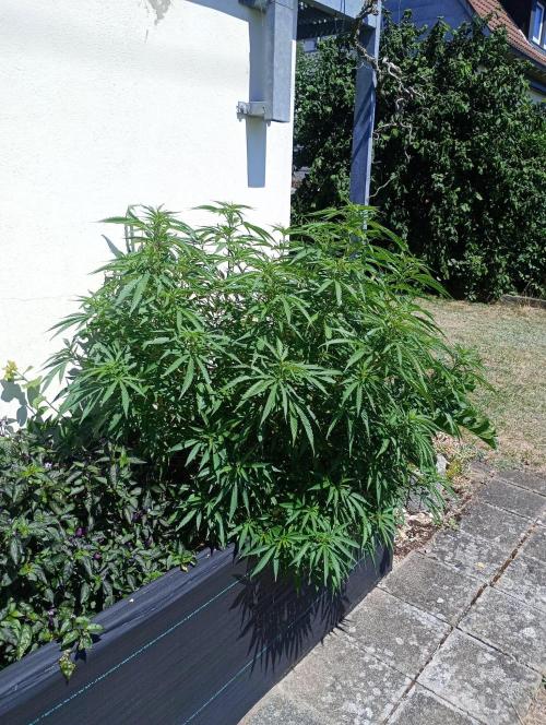 Hyper Vyper, Powerplant, Strawberry Gum. Week 7 - Strawberry Gum