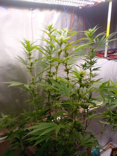 Hyper Vyper, Powerplant, Strawberry Gum. Week 8