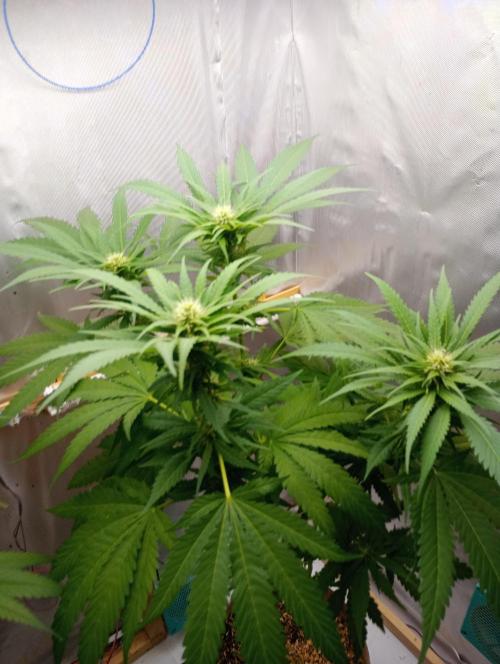 Hyper Vyper, Powerplant, Strawberry Gum. Week 8