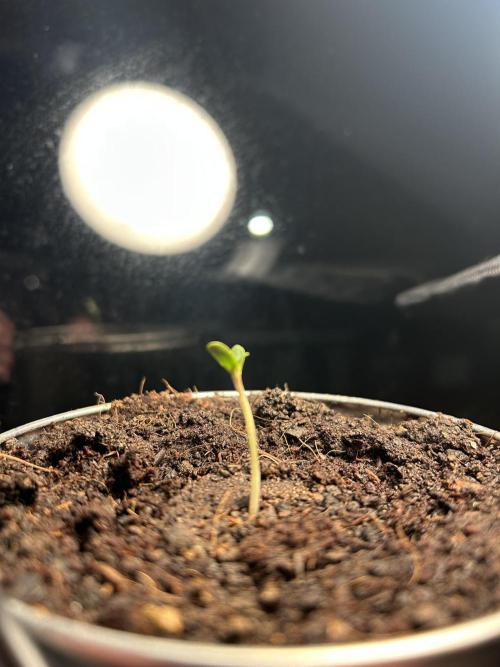 Sundae Driver Auto. Week 0 - Germinated 1x Sundae Driver Auto straight into coco with 1% hydrogen peroxide.