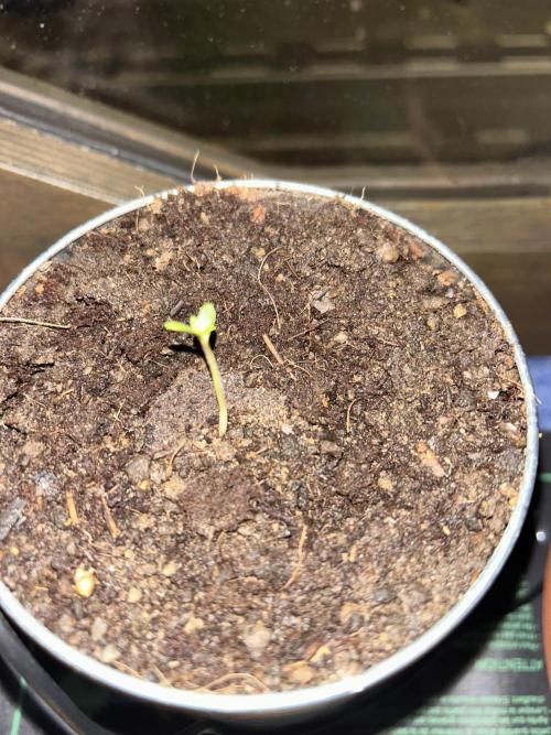 Sundae Driver Auto. Week 0 - Germinated 1x Sundae Driver Auto straight into coco with 1% hydrogen peroxide.