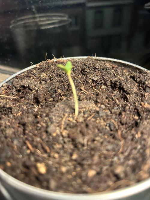 Sundae Driver Auto. Week 0 - Another view, cant get close enough for better pictures atm