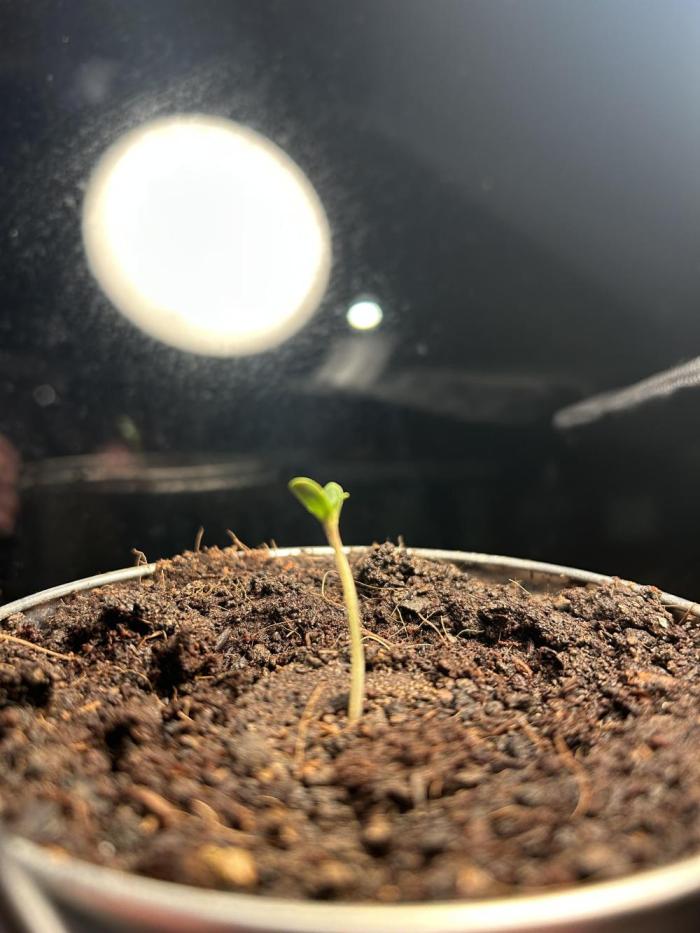 Sundae Driver Auto. Week 1 - Growing decent for being on window sill