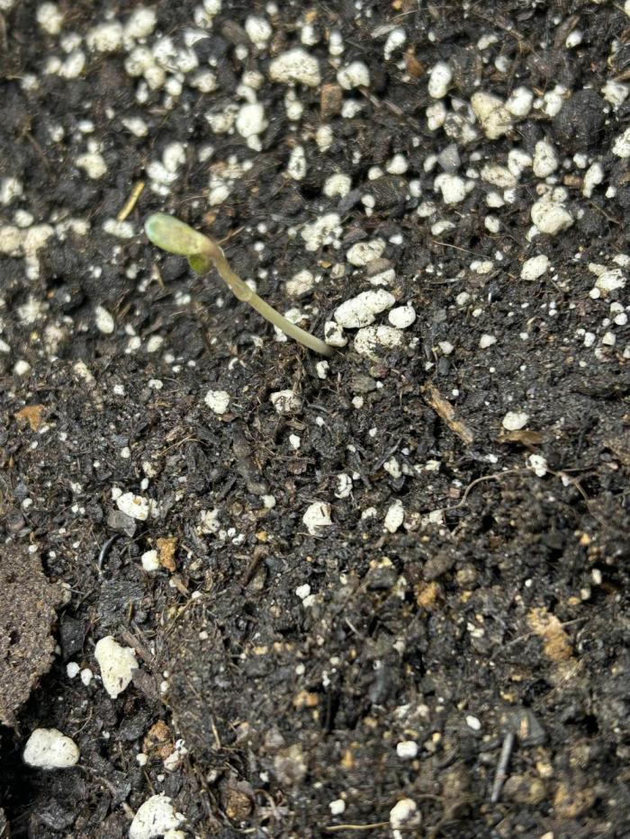 Random FastBuds seed. Week 1 - not a great picture i know but this is the start of the FastBuds seedling :)