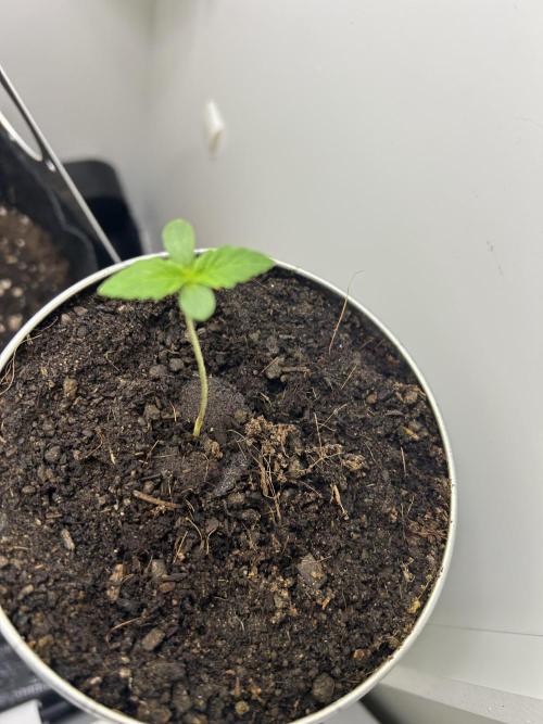 Sundae Driver Auto. Week 2