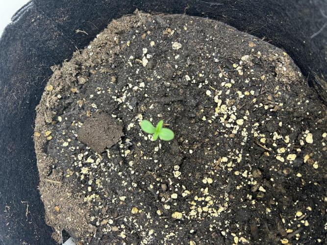 Random FastBuds seed. Week 1