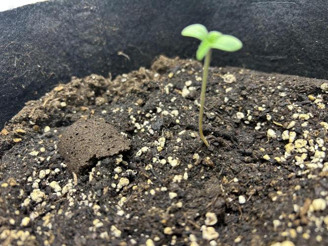 Random FastBuds seed. Week 1