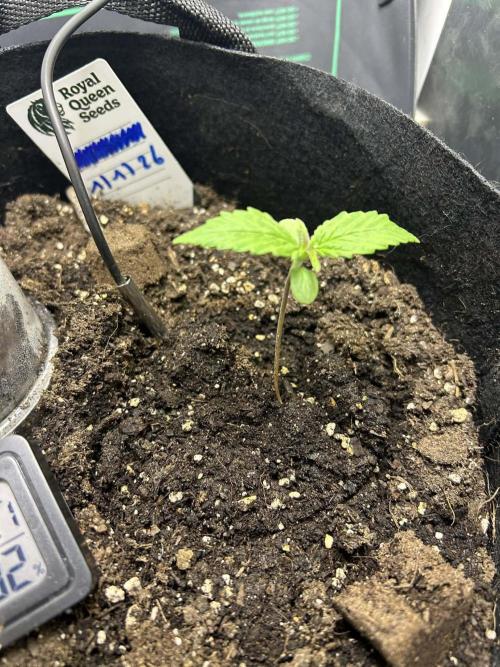 Random FastBuds seed. Week 2 - looks healthy