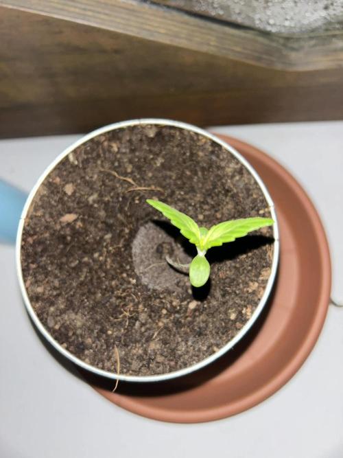 Sundae Driver Auto. Week 3