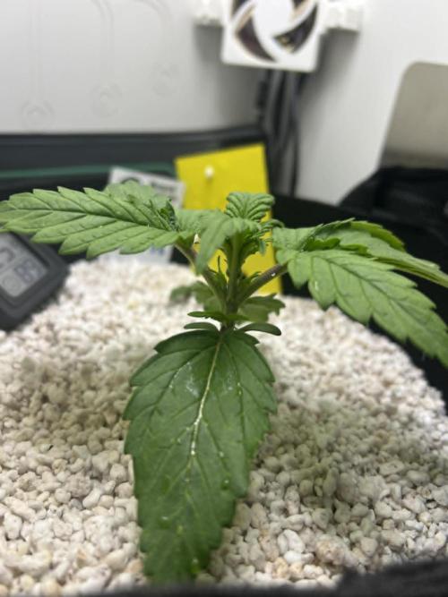 Random FastBuds seed. Week 3 - all good except 1 of first leaves drooping