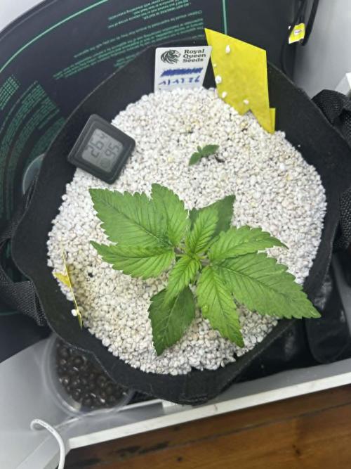 Random FastBuds seed. Week 3 - humidity level was right after feeding. 73% 10 minutes later