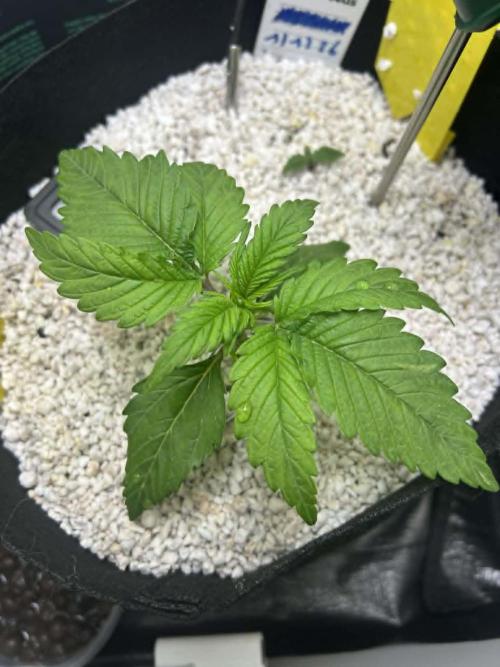 Random FastBuds seed. Week 3 - her first five finger fan leaves are showing at the top nodes