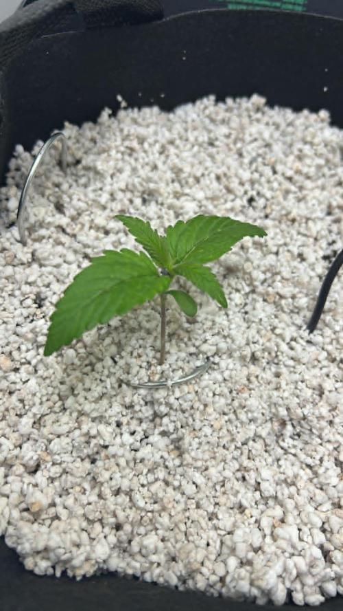 Random FastBuds seed. Week 3 - 12/01/2026. the start of veg