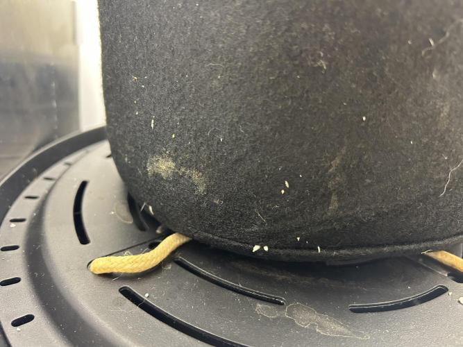 Random FastBuds seed. Week 4 - Roots seem to like self watering base. Good root growth