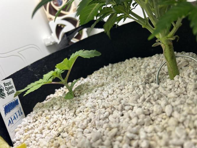 Random FastBuds seed. Week 4 - Second seedling growing nicely, it will be hard to mix both 