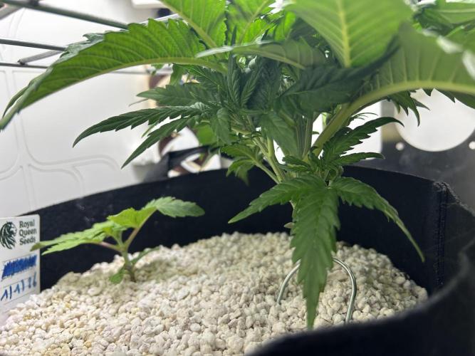 Random FastBuds seed. Week 4 - Lil and big sis