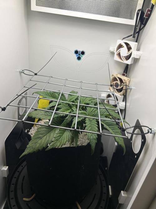 Random FastBuds seed. Week 4