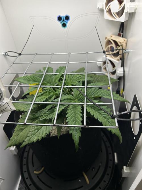 Random FastBuds seed. Week 4