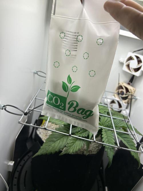 Random FastBuds seed. Week 4