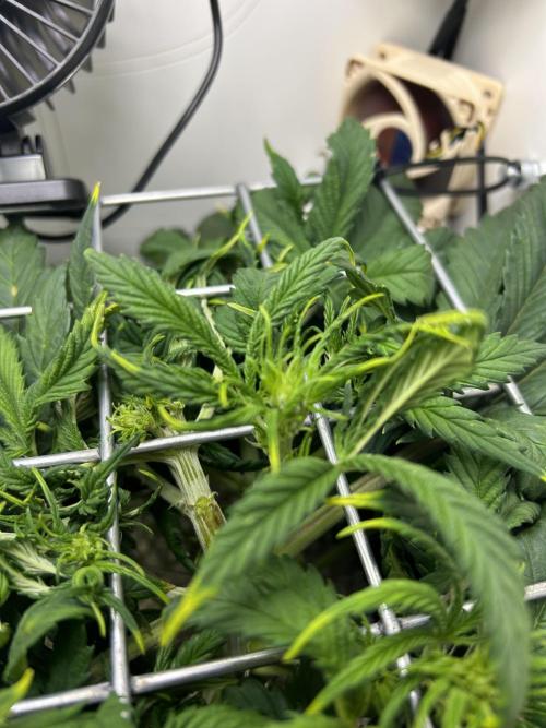 Random FastBuds seed. Week 5