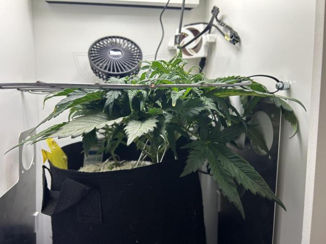 Random FastBuds seed. Week 5