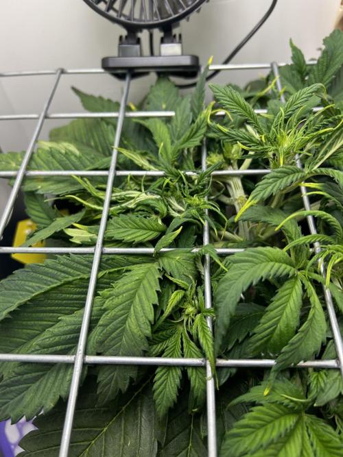 Random FastBuds seed. Week 5