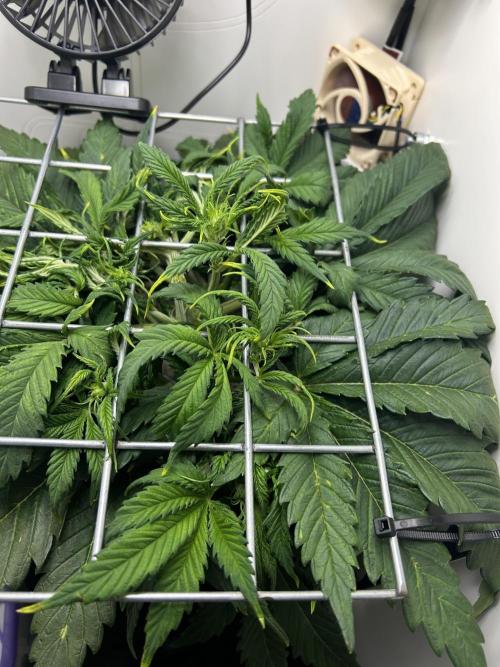 Random FastBuds seed. Week 5