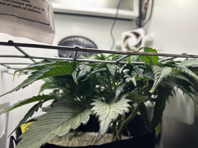 Random FastBuds seed. Week 5